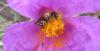 Halictus sp.